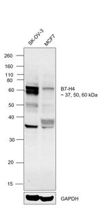 B7-H4 Antibody in Western Blot (WB)