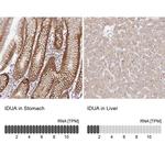 IDUA Antibody