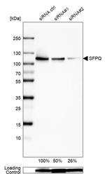 SFPQ Antibody