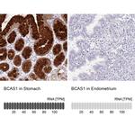 BCAS1 Antibody