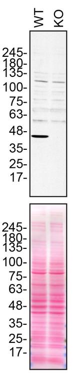 NDUFS2 Antibody in Western Blot (WB)