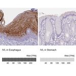 Involucrin Antibody