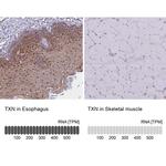 Thioredoxin 1 Antibody