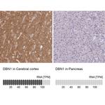 Drebrin Antibody