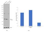 SIX2 Antibody