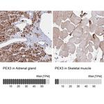 PEX3 Antibody