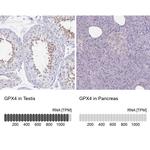 GPX4 Antibody