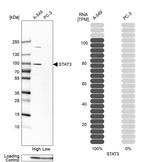 STAT3 Antibody