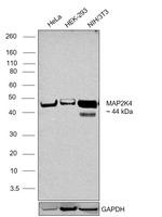 MAP2K4 Antibody in Western Blot (WB)