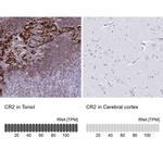 CD21 Antibody