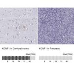 KCNF1 Antibody