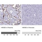 HMGB3 Antibody