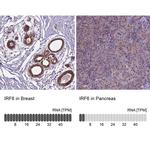 IRF6 Antibody