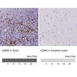 Granzyme K Antibody