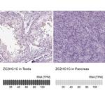 C14orf140 Antibody