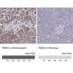 RIM2 Antibody