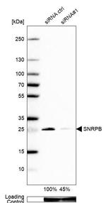 SNRPB Antibody