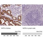 NAT8 Antibody