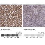 ADH6 Antibody