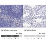 CD150 Antibody