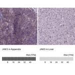 JAK3 Antibody