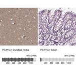 PEA15 Antibody