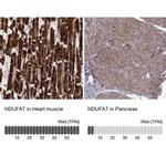 NDUFA7 Antibody