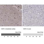 VGF Antibody