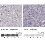 ADAM11 Antibody