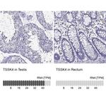 TSSK4 Antibody