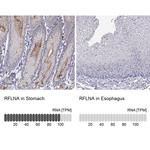 FAM101A Antibody