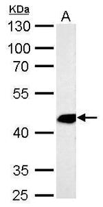 Alpha-Smooth Muscle Actin Antibody in Western Blot (WB)