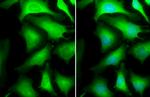 GAPDH Antibody in Immunocytochemistry (ICC/IF)