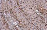 GAPDH Antibody in Immunohistochemistry (Paraffin) (IHC (P))