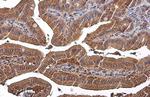 GAPDH Antibody in Immunohistochemistry (Paraffin) (IHC (P))