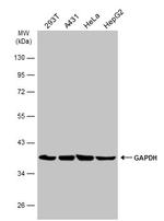 GAPDH Antibody in Western Blot (WB)