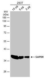 GAPDH Antibody in Western Blot (WB)