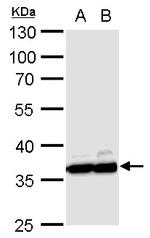 GAPDH Antibody in Western Blot (WB)