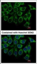 alpha-1a Adrenergic Receptor Antibody in Immunocytochemistry (ICC/IF)