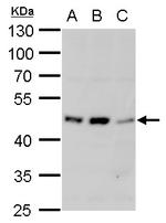 alpha-1a Adrenergic Receptor Antibody in Western Blot (WB)