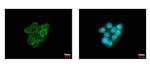 Caveolin 1 Antibody in Immunocytochemistry (ICC/IF)