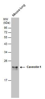 Caveolin 1 Antibody in Western Blot (WB)