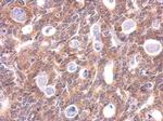 LC3B Antibody in Immunohistochemistry (Paraffin) (IHC (P))