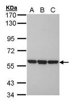 ERp57 Antibody in Western Blot (WB)