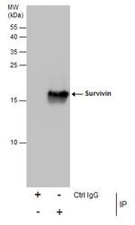 Survivin Antibody in Immunoprecipitation (IP)