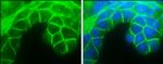 E-cadherin Antibody in Immunocytochemistry (ICC/IF)