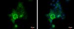 E-cadherin Antibody in Immunocytochemistry (ICC/IF)