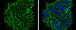 E-cadherin Antibody in Immunocytochemistry (ICC/IF)