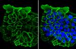 EGFR Antibody in Immunocytochemistry (ICC/IF)