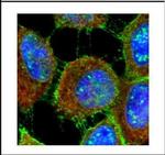 MUC1 Antibody in Immunocytochemistry (ICC/IF)